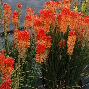 Kniphofia 'Sunset'