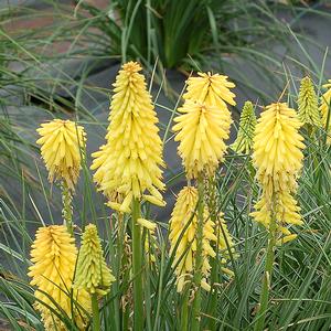 Kniphofia 'Yellow'