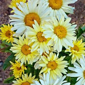 Leucanthemum x superbum 'Banana Cream'