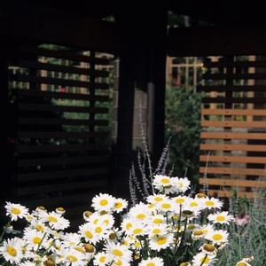 Leucanthemum x superbum 'Becky'