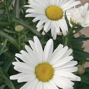 Leucanthemum x superbum 'Daisy May'