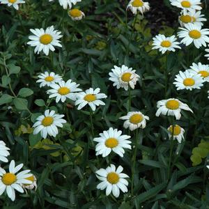 Leucanthemum x superbum 'Snowcap'