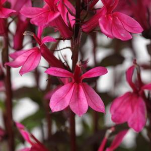 Lobelia x speciosa 