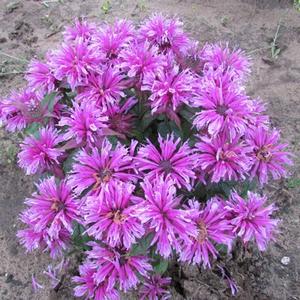 Monarda 'Leading Lady Orchid'