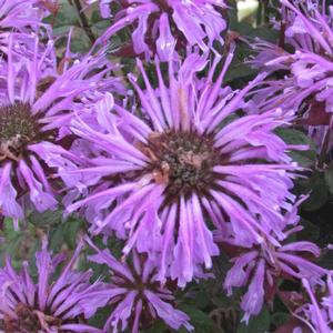 Monarda didyma 'Blue Moon'