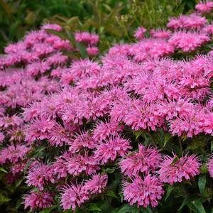 Monarda didyma 'Bubblegum Blast'