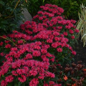 Monarda didyma 'Cherry Pops'