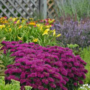 Monarda didyma 'Grape Gumball'