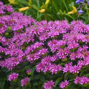 Monarda didyma 'Lilac Lollipop'