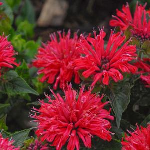 Monarda didyma 'Pardon My Cerise'