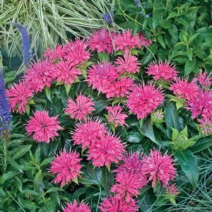 Monarda didyma 'Pardon My Pink'