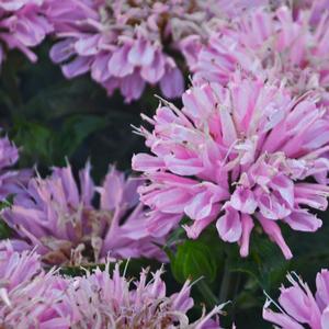 Monarda didyma 'Pink Frosting'