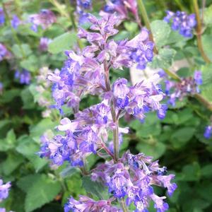 Nepeta 'Dropmore'