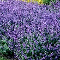 Nepeta racemosa 'Walker's Low'