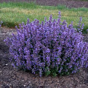 Nepeta 'Cat's Pajamas'