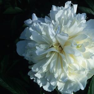 Paeonia lactiflora 'Duchess de Nemours'