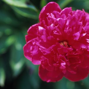 Paeonia lactiflora 'Felix Crousse'