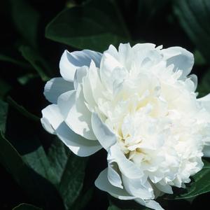 Paeonia lactiflora 'Festiva Maxima'