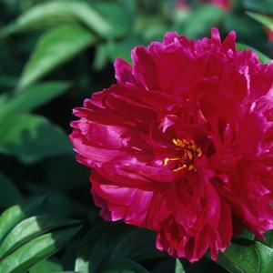 Paeonia lactiflora 'Karl Rosenfeld'