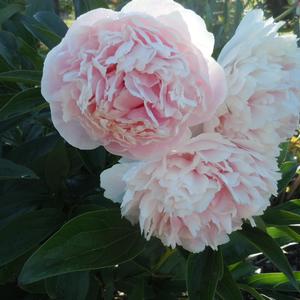 Paeonia lactiflora 'Shirley Temple'