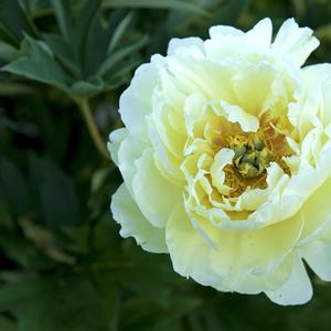 Paeonia 'Bartzella'