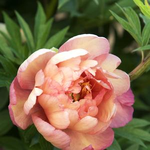 Paeonia 'Julia Rose'