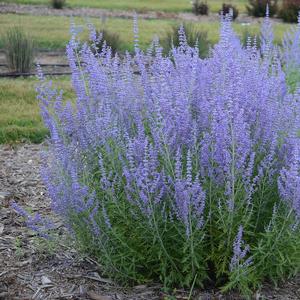 Perovskia atriplicifolia 'Blue Jean Baby'