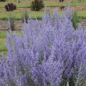 Perovskia atriplicifolia 'Denim 'n Lace'