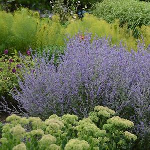 Perovskia atriplicifolia 'Rocketman'