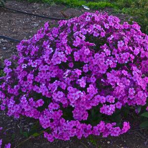 Phlox 'Cloudburst'