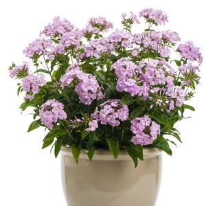 Phlox 'Opening Act Blush'