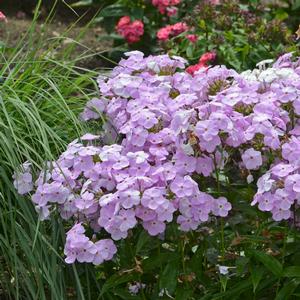 Phlox paniculata 'Amethyst Pearl'