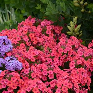 Phlox paniculata 'Coral Flame'