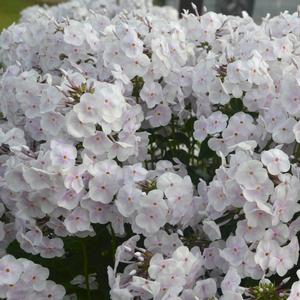 Phlox paniculata 'Fashionably Early Crystal'