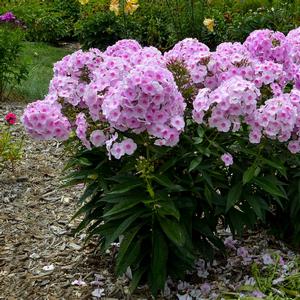 Phlox paniculata 'Opalescence'