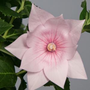 Platycodon grandiflorus 'Astra Pink'