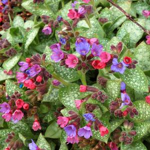 Pulmonaria 'Dark Vader'