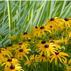 Rudbeckia fulgida 'Goldsturm'