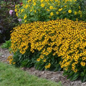 Rudbeckia fulgida var. sullivantii 'Little Goldstar'