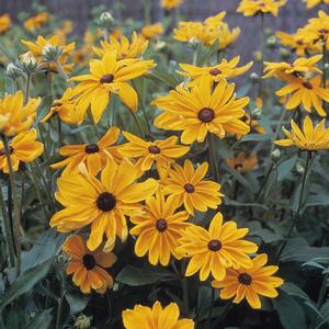 Rudbeckia hirta 'Indian Summer'