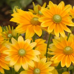 Rudbeckia hirta 'Prairie Sun'