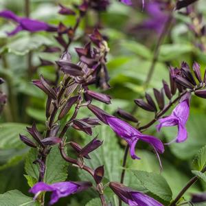 Salvia 'Deep Purple'