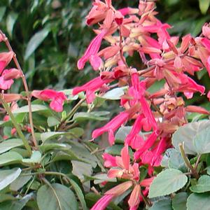 Salvia 'Wendy's Wish'