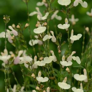 Salvia greggii 'Cream'