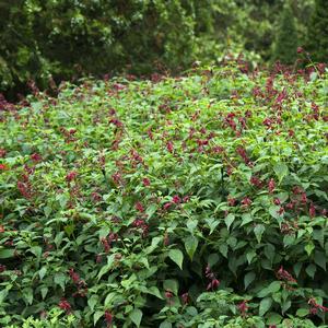 Salvia greggii 'Furman's Red'