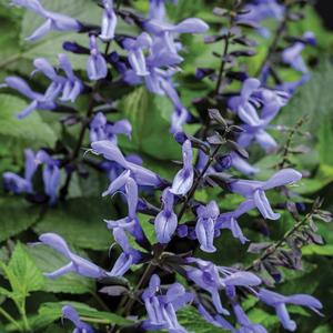 Salvia 'Blue Suede Shoes'