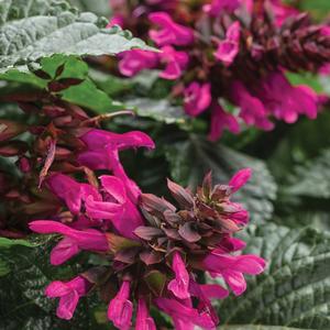 Salvia 'Fuchsia'