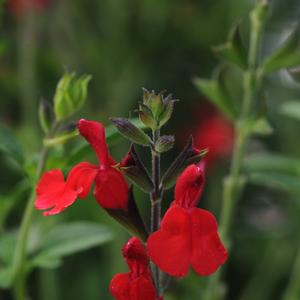 Salvia greggii 'Radio Red'