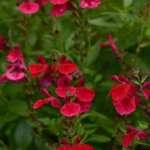 Salvia greggii 'Cherry Red'