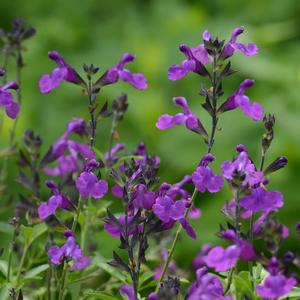 Salvia greggii 'Violet'